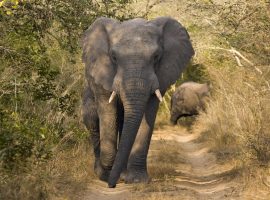 Elephant Game Lodge