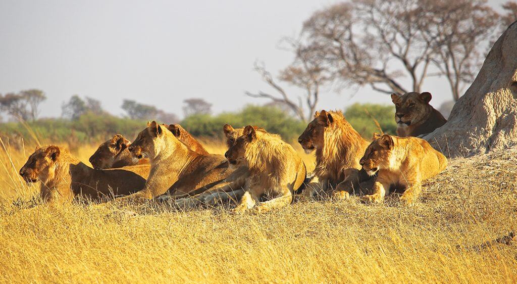 Safari in Kruger