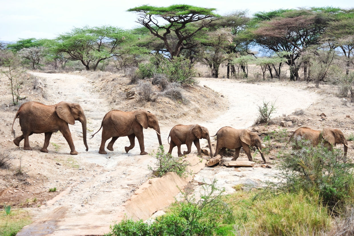 Botswana Elefanti